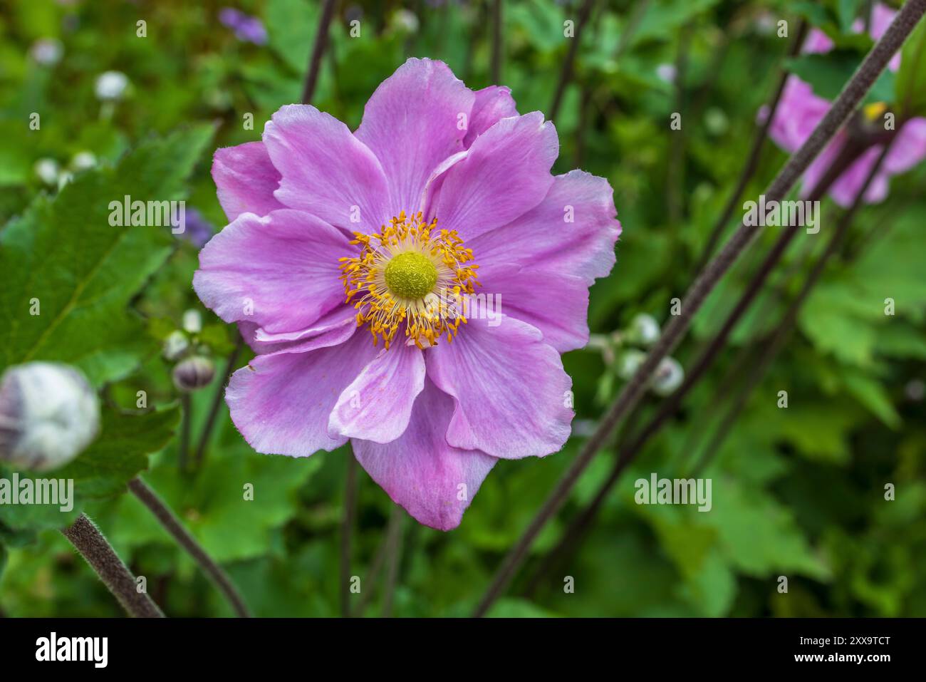 Großblume von leicht anzubauenden Stauden Japanische Anemonen, botanischer Name: Anemone hupehensis, Anemone hybrida. Stockfoto