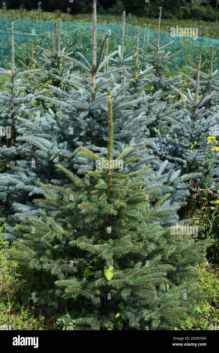 Christmas tree Plantation Stockfoto
