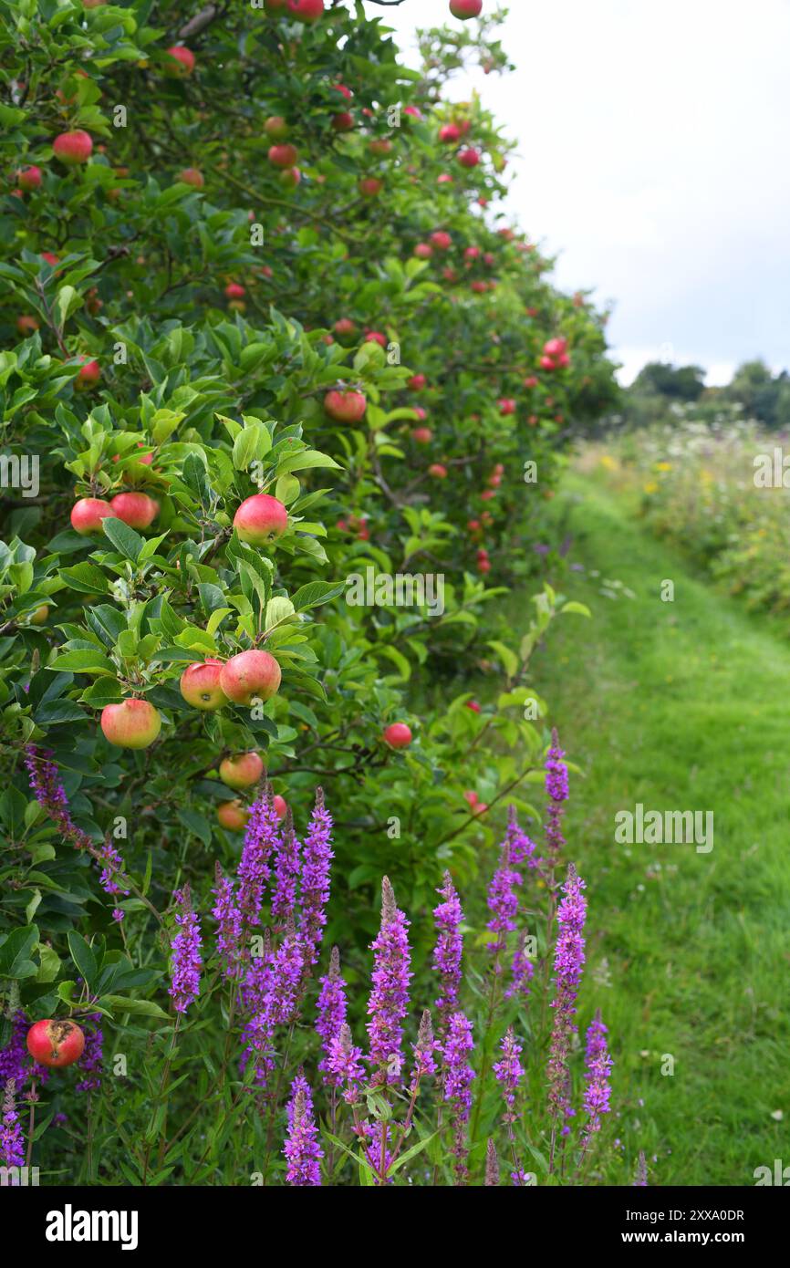 Apfelplantage Stockfoto