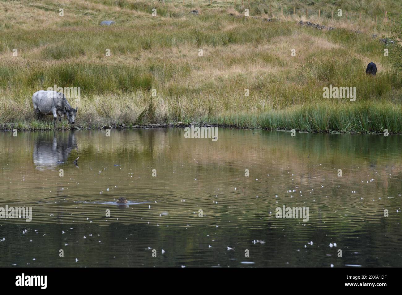 Kuh trinkt an einem Teich Stockfoto