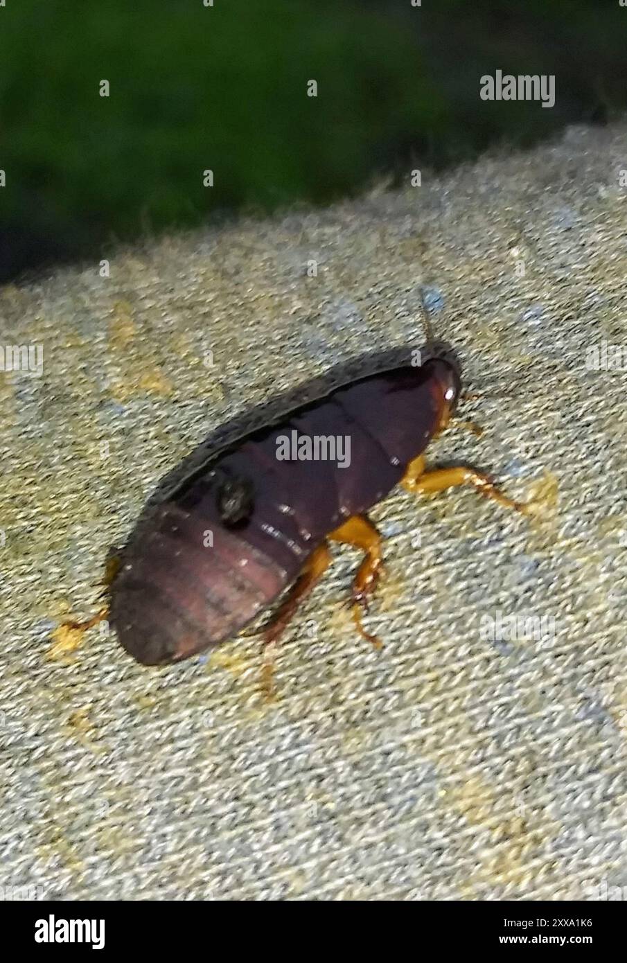 Surinam-Schabe (Pycnoscelus surinamensis) Insecta Stockfoto