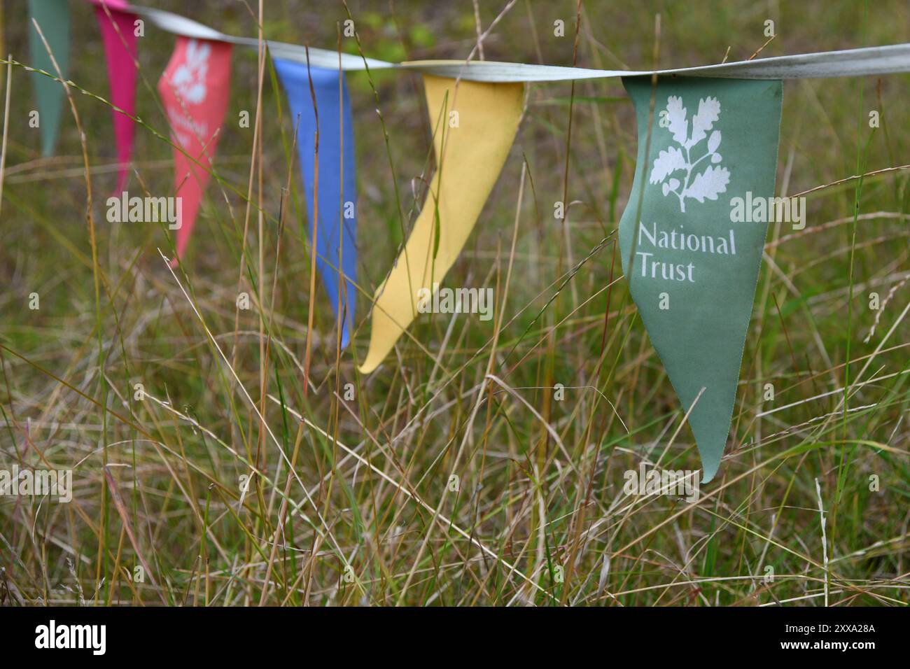 National Trust Bunting Stockfoto