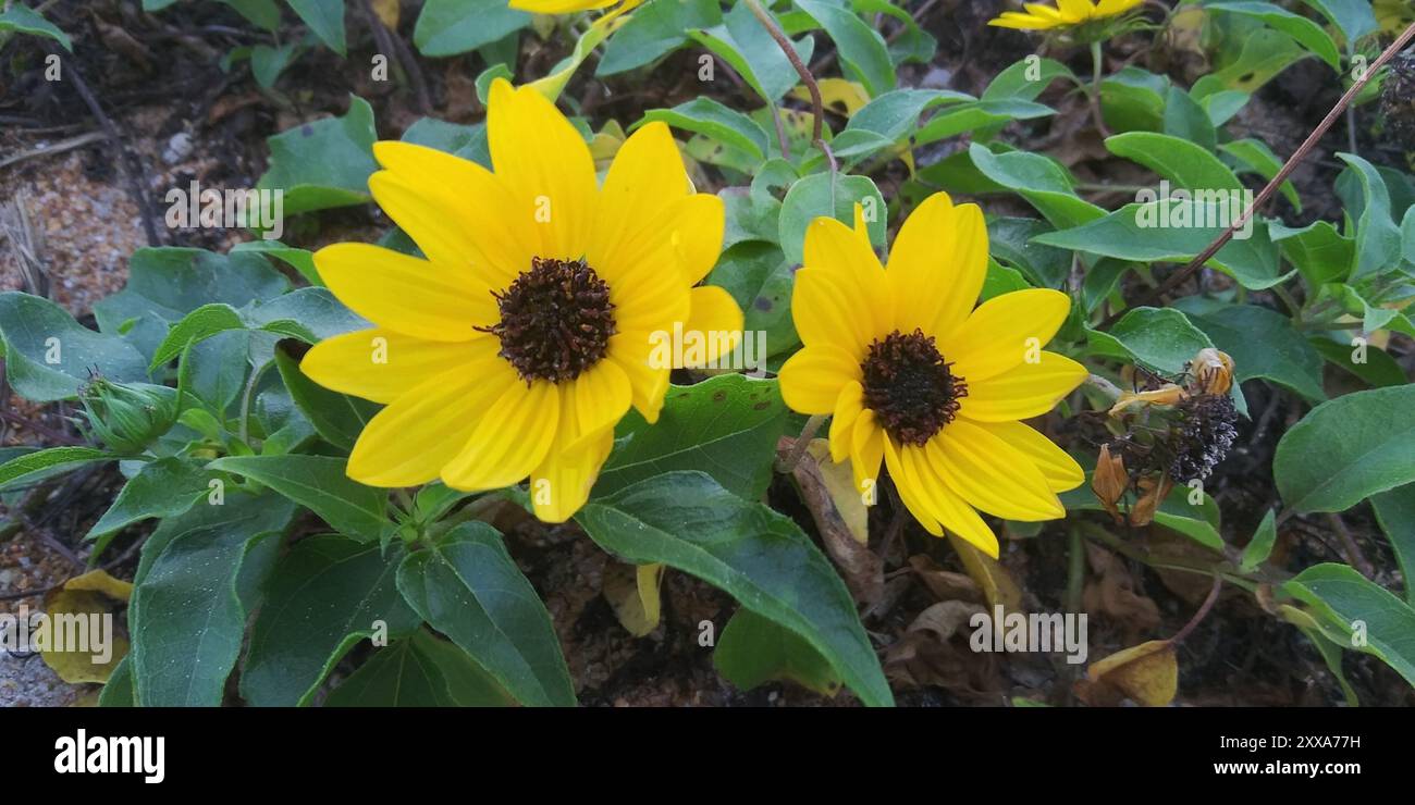 Ostküste Dune Sunflower (Helianthus debilis debilis) Plantae Stockfoto