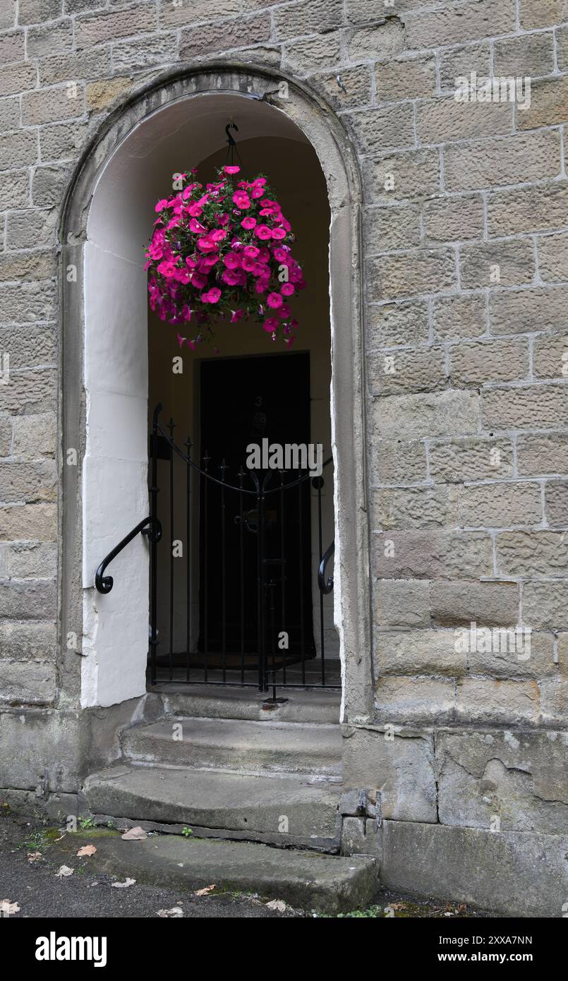 Pinkfarbener Papunienkorb Stockfoto