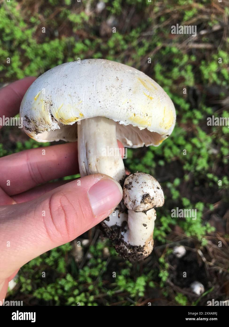 Gelbe Färbepilze (Agaricus xanthodermus) Stockfoto
