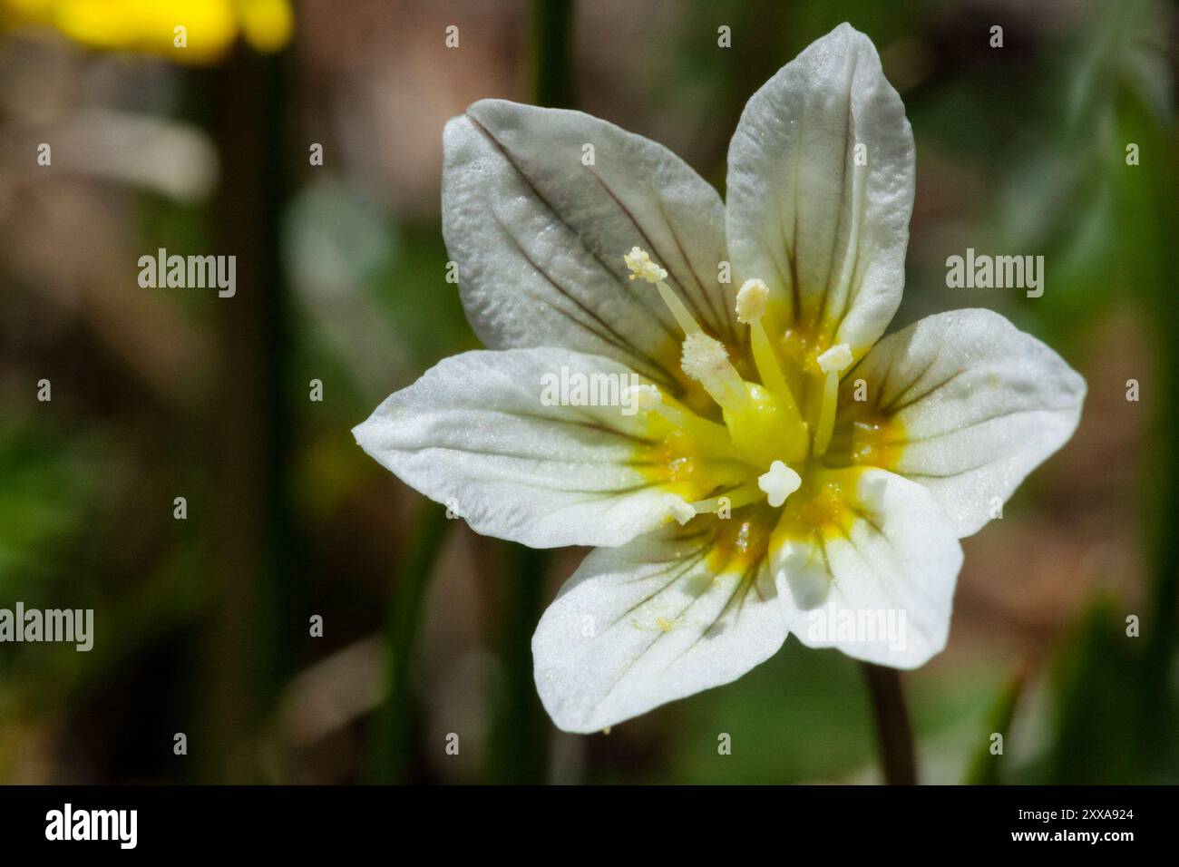 Snowdon Lily (Gagea Serotina) Plantae Stockfoto