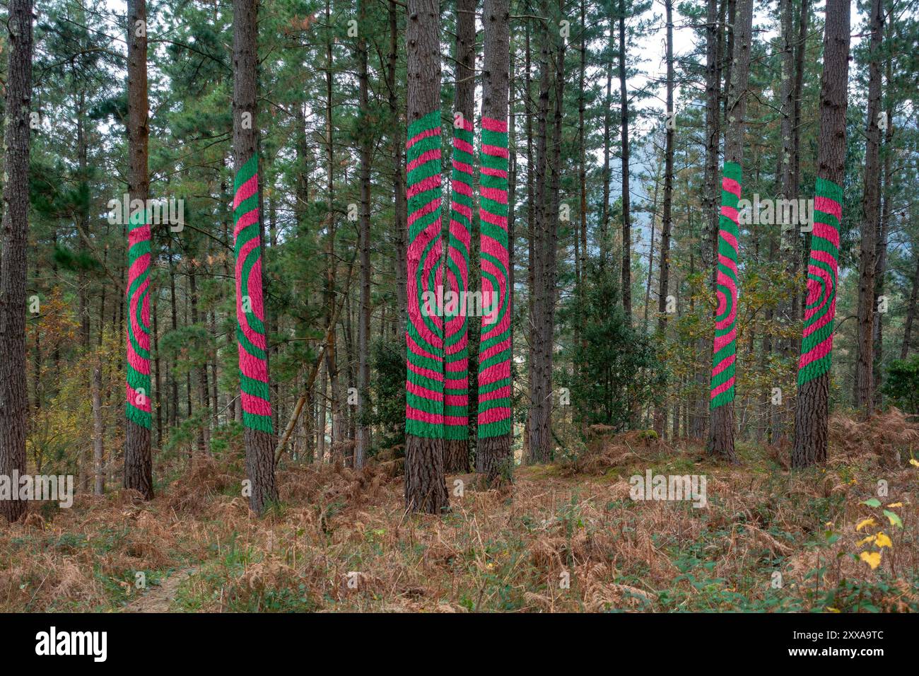 Gemalte Bäume und „Landkunst“ im Bosque de Oma (Oma-Wald) in der Nähe von Kortezubi im Baskenland, Spanien Stockfoto