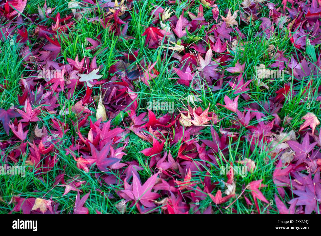 Ein Teppich aus tiefroten japanischen Ahornblättern bedeckt ein Stück leuchtendes grünes Gras und schafft einen atemberaubenden Kontrast in dieser ruhigen Herbstkulisse Stockfoto