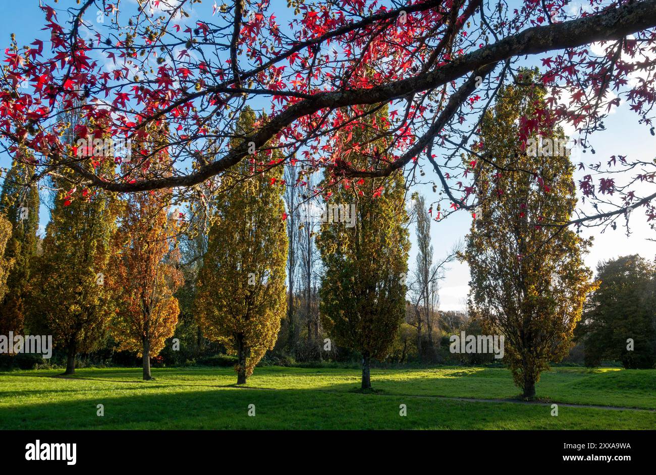 Ein gemütlicher Nachmittagsspaziergang durch den Riverside Park in Southampton, umgeben von Bäumen mit leuchtend roten und goldenen Blättern Stockfoto