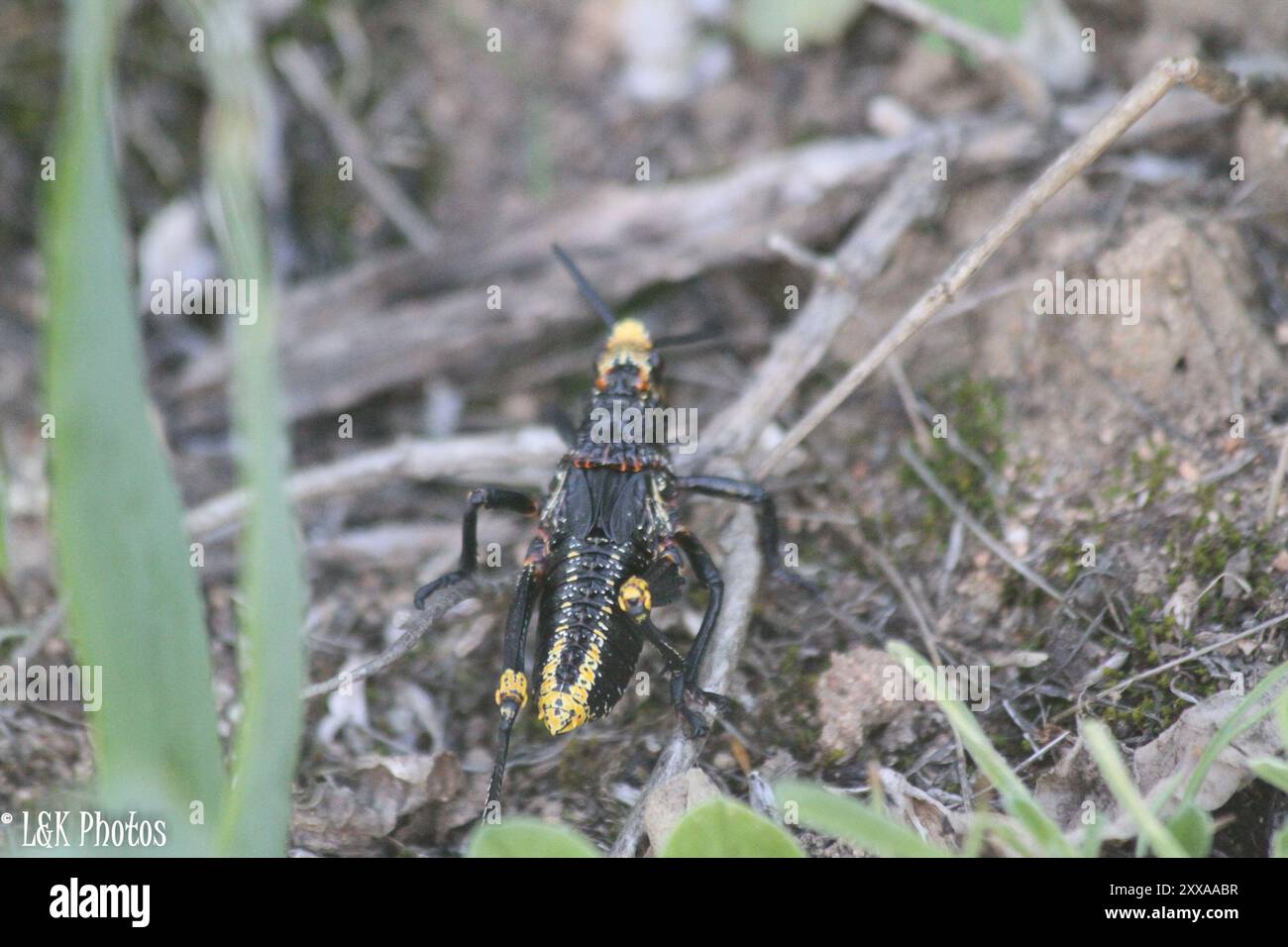 Koppie Foam Grasshopper (Dictyophorus spumans) Insecta Stockfoto