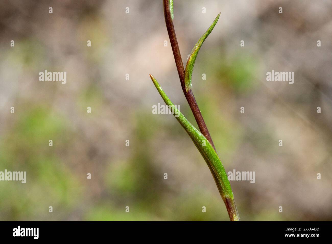 Snowdon Lily (Gagea Serotina) Plantae Stockfoto