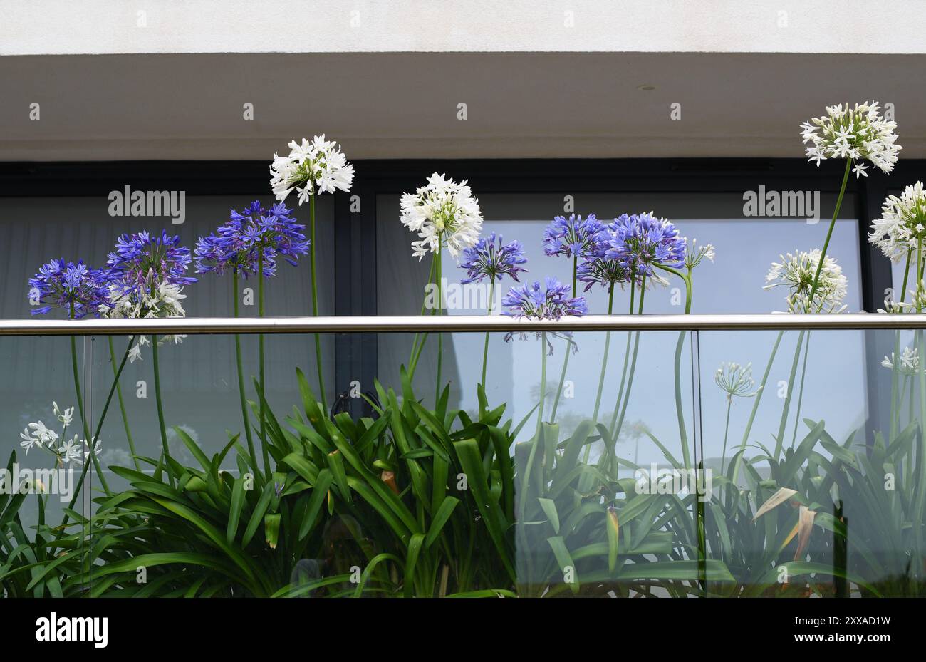 Agapanthus auf einem Balkon Stockfoto