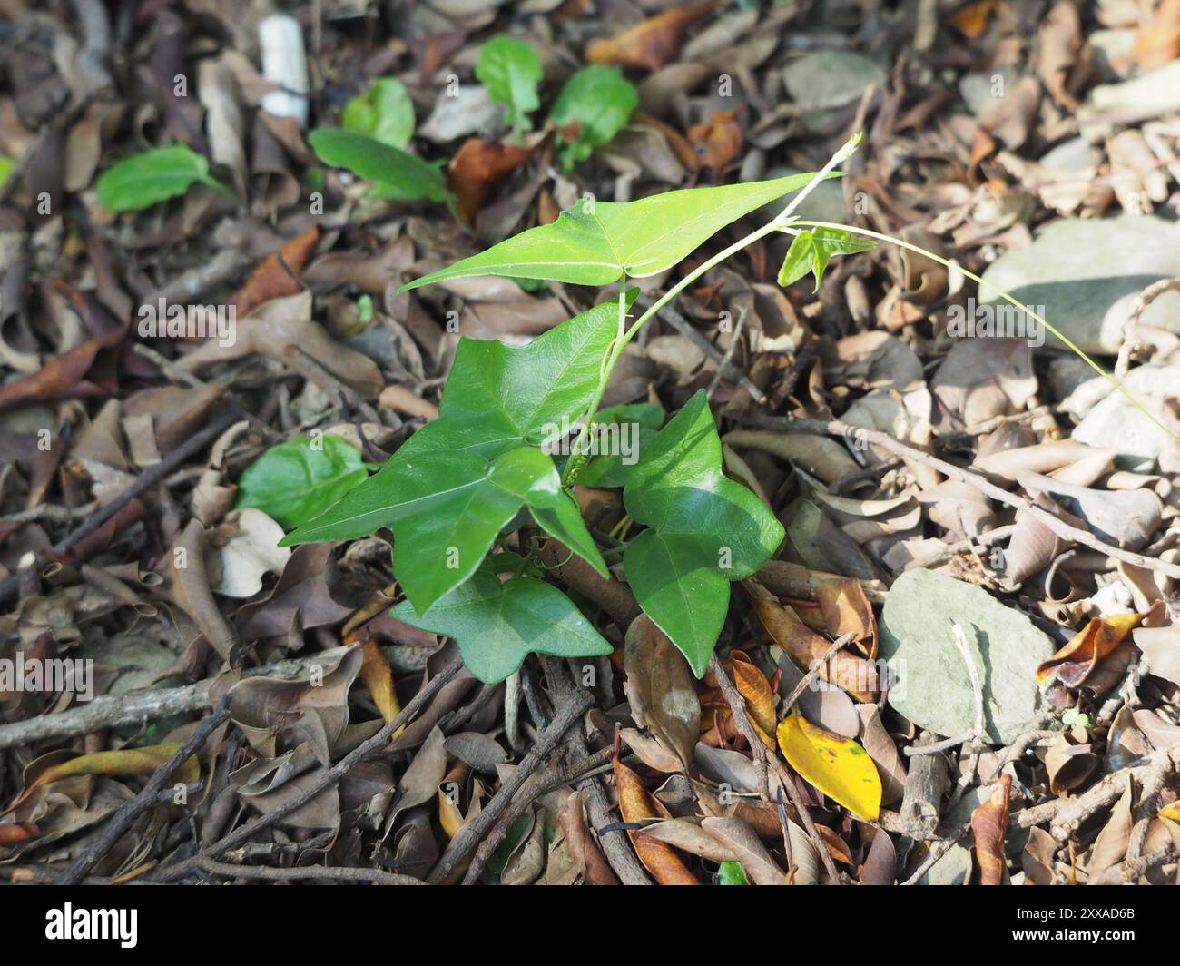 Corkystem Passionsblume (Passiflora suberosa) Plantae Stockfoto