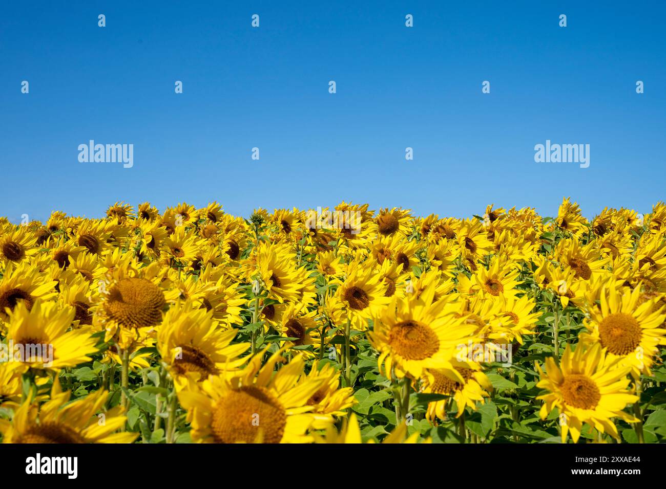 Sonnenblumenfeld in Balgone in East Lothian. Die Sonnenblume ist die Nationalblume der Ukraine und ein Symbol des Friedens. Der 24. August ist der Unabhängigkeitstag der Ukraine, an dem Mitglieder der ukrainischen Gemeinschaft zusammenkommen, um der Toten des jüngsten Konflikts zu gedenken und auch den Jahrestag der Unterzeichnung der Unabhängigkeitserklärung im Jahr 1991 zu feiern. Bilddatum: Freitag, 23. August 2024. Stockfoto