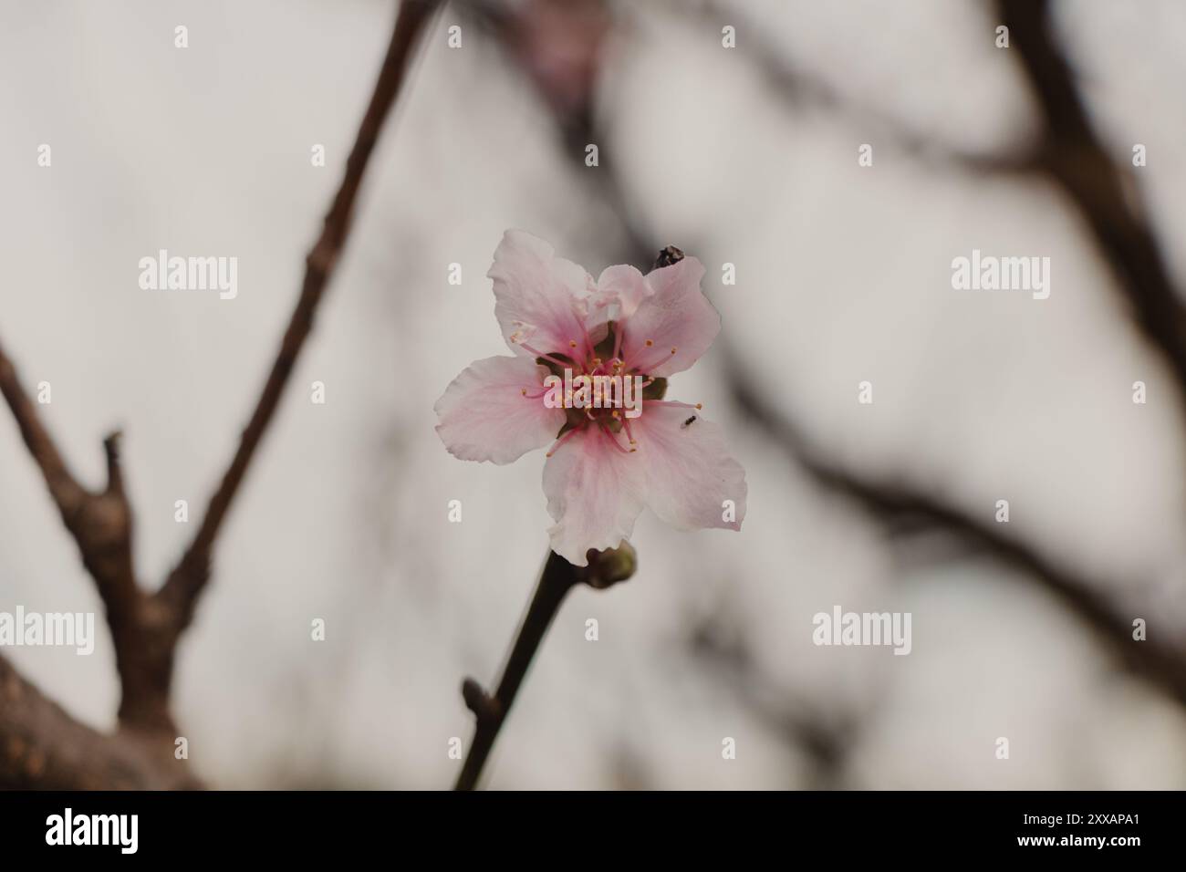 Wunderschöne isolierte Pfirsichblume auf Zweig Stockfoto