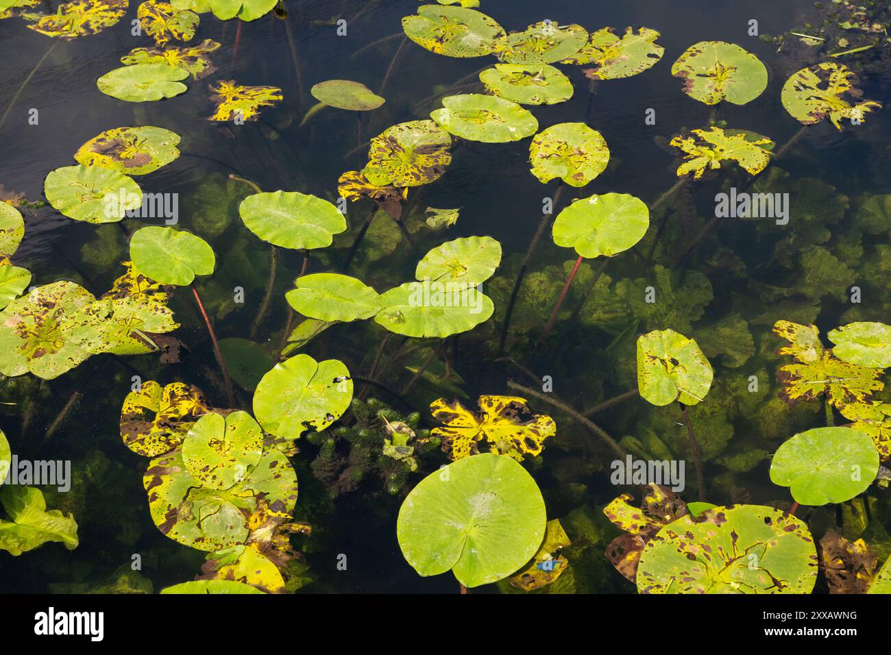 Lilien und andere Wasserpflanzen schwimmen im Sommer auf einem ungewöhnlich klaren Kanal. Stockfoto