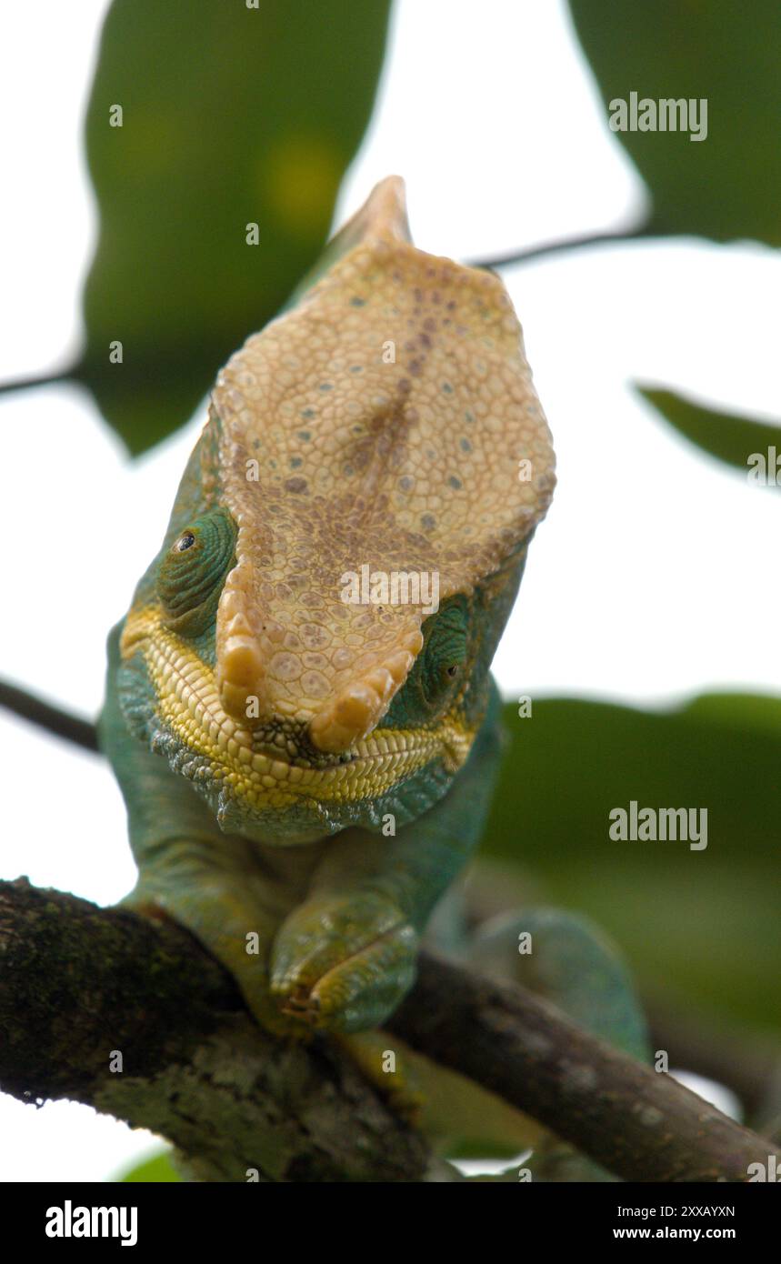 Parson's Chamäleon (Calumma parsonii) ist das größte Chamäleon der Welt im Ranomafana National Park, Madagaskar. Stockfoto