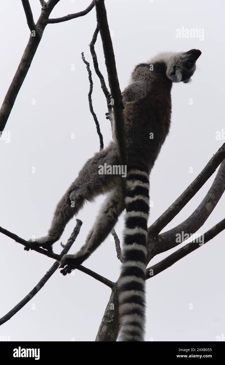 Ringschwanzlemur (Lemur catta) im Anja Reserve, Madagaskar. Stockfoto