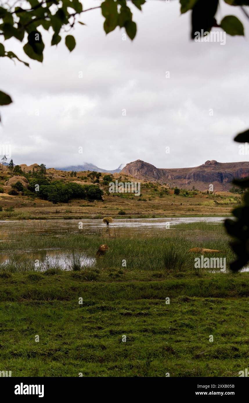Mann, der auf dem Reisfeld im ländlichen Madagaskar arbeitet. Stockfoto