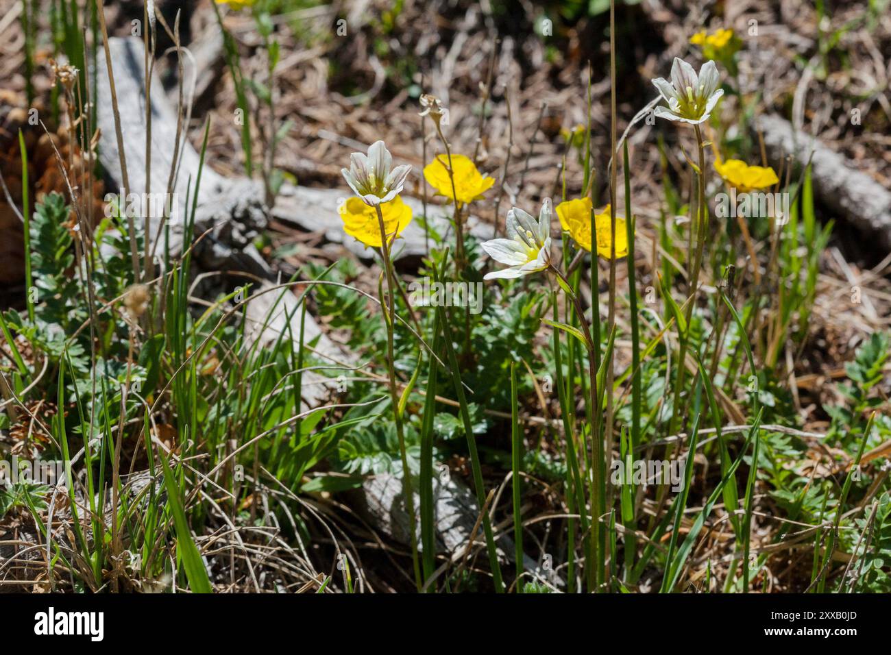 Snowdon Lily (Gagea Serotina) Plantae Stockfoto