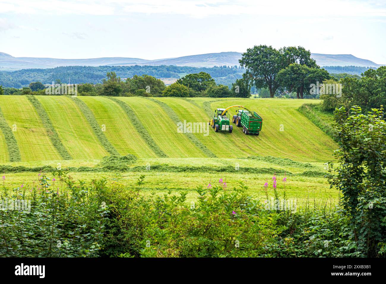 Sammeln von Gras für die Silageherstellung mit einem John Deere 6130R Traktor und einem John Deere 7450 Feldhäcksler in Irthington, Cumbria, England, Großbritannien Stockfoto