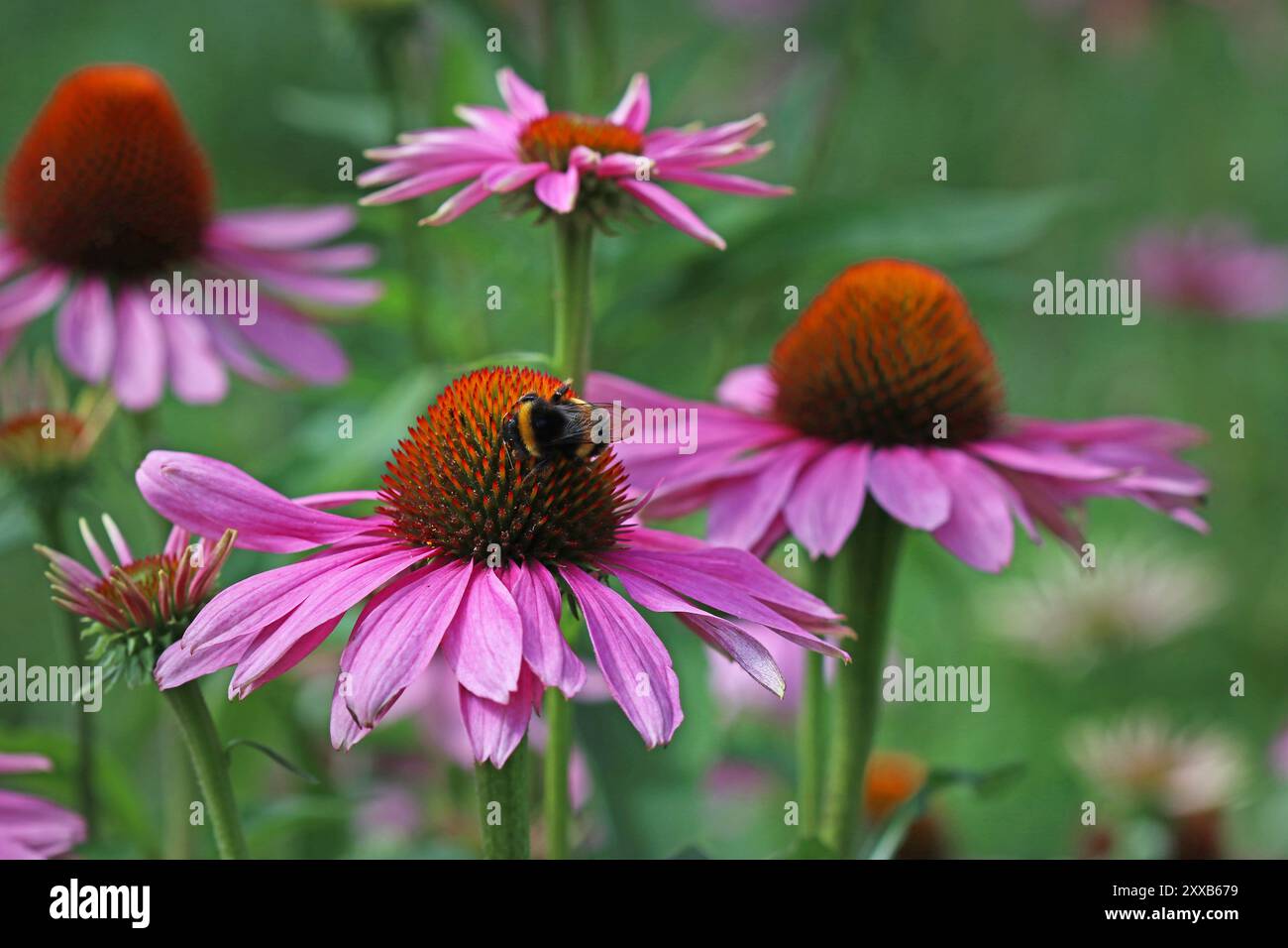 Vollbild einer Hummel auf dem tieforangefarbenen Mittelkegel einer Echinacea purpurea-Wildblume (Purple Coneflower). Englischer Garten, Juli Stockfoto