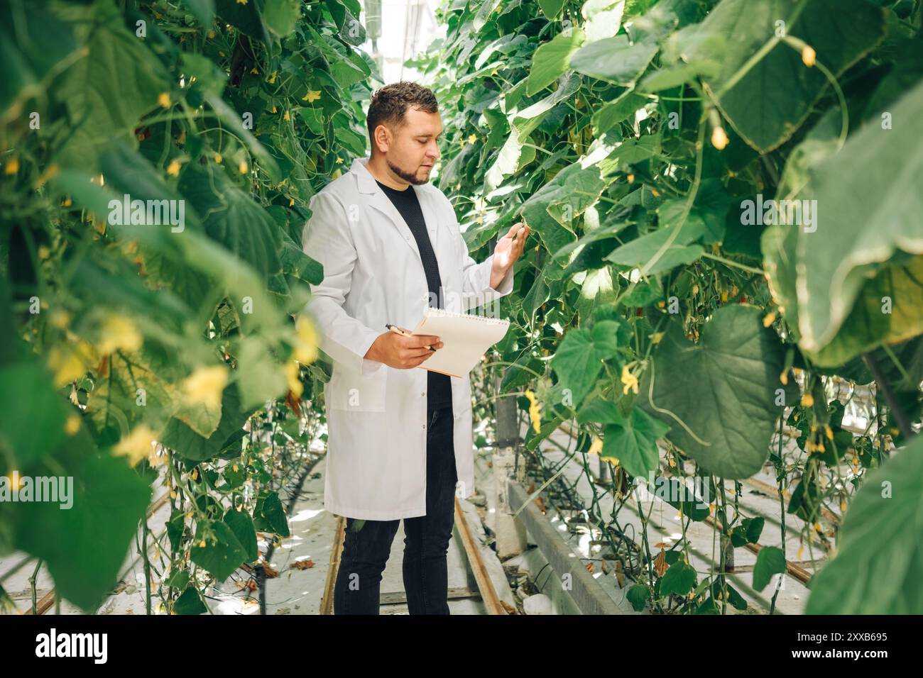 Ein Wissenschaftler analysiert verschiedene Pflanzen in einer kontrollierten Gewächshausumgebung. Anbau von Bio-Gemüse in einem modernen Gewächshaus, Lebensmittelindustrie Stockfoto