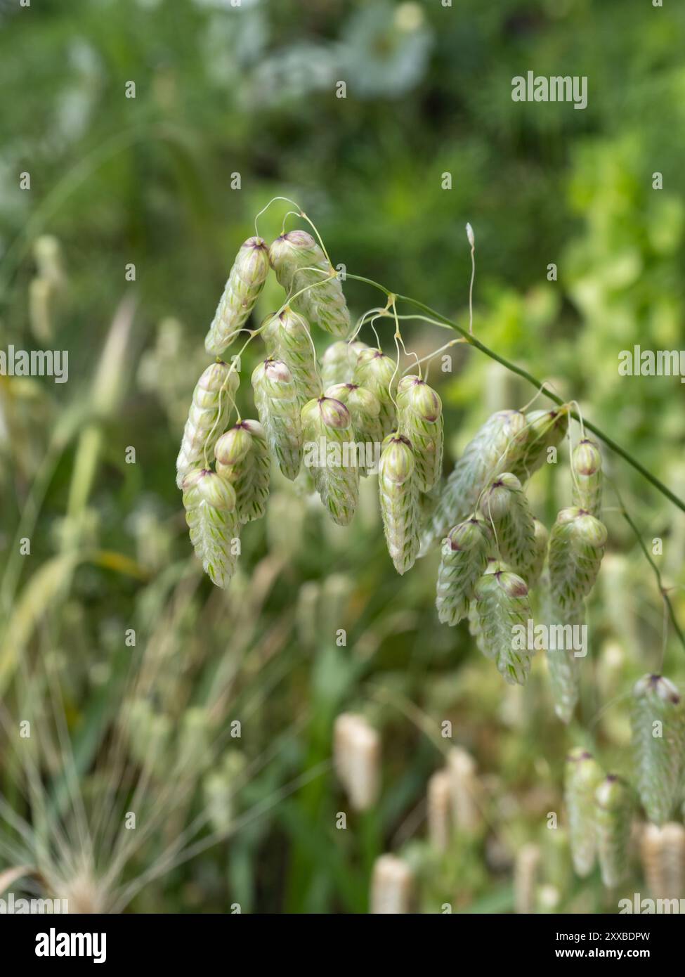 Brechrasen, Briza Maxima Stockfoto