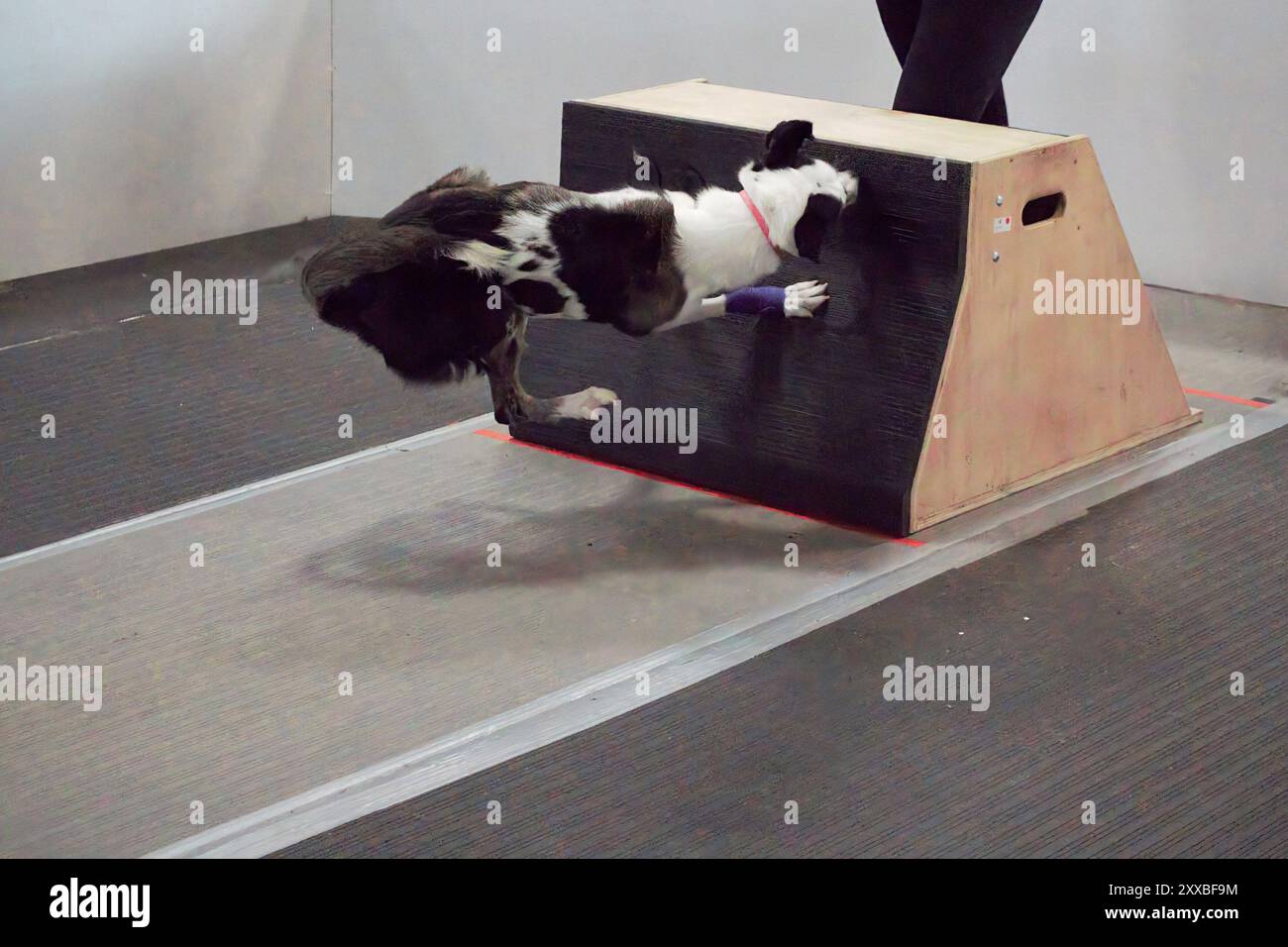 Ein Hund, der beim Flyball eine Box dreht. Stockfoto