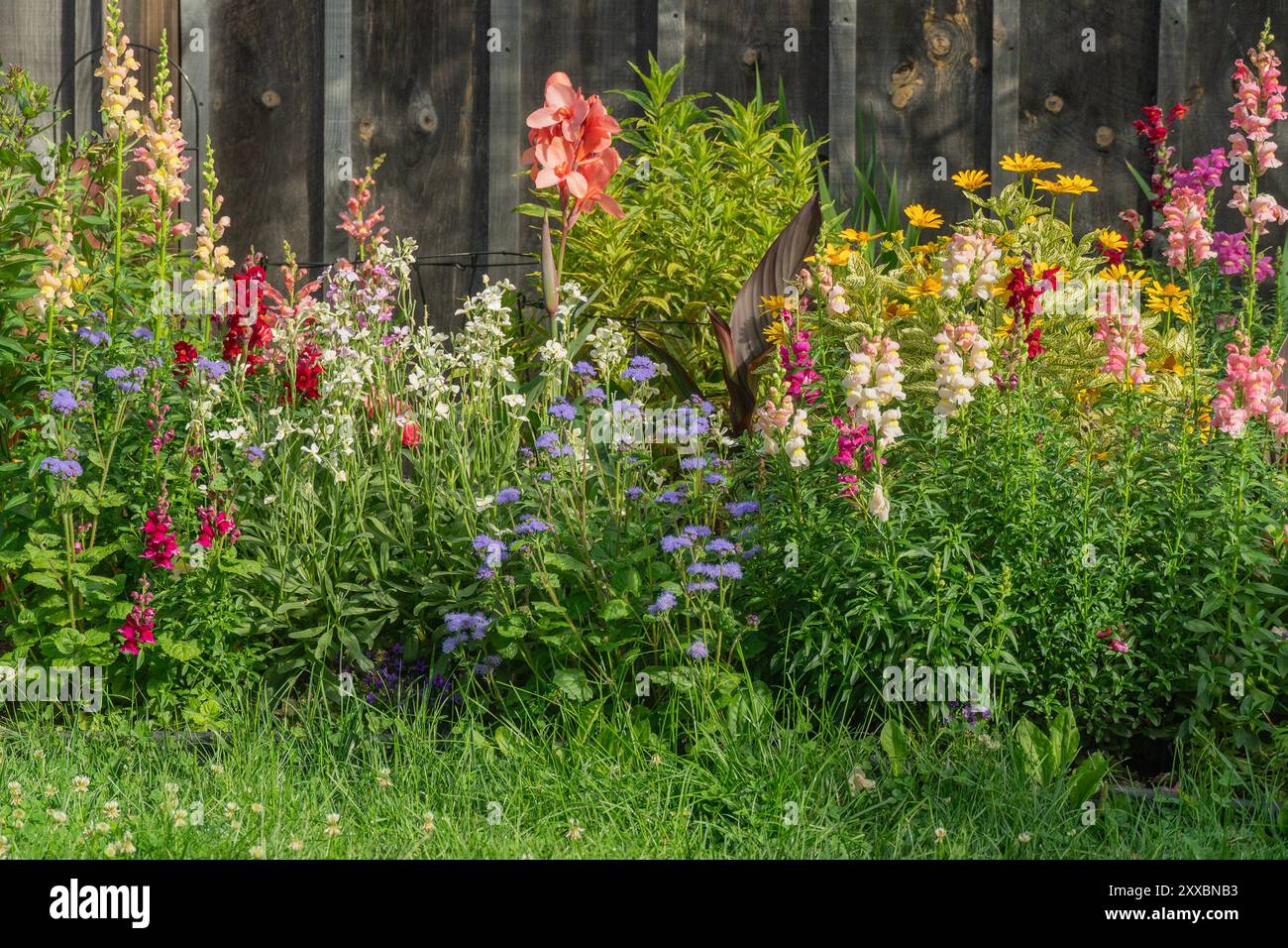 Dickicht aus mehrfarbigen Blumen vor dem Hintergrund eines warmen Holzzauns Stockfoto