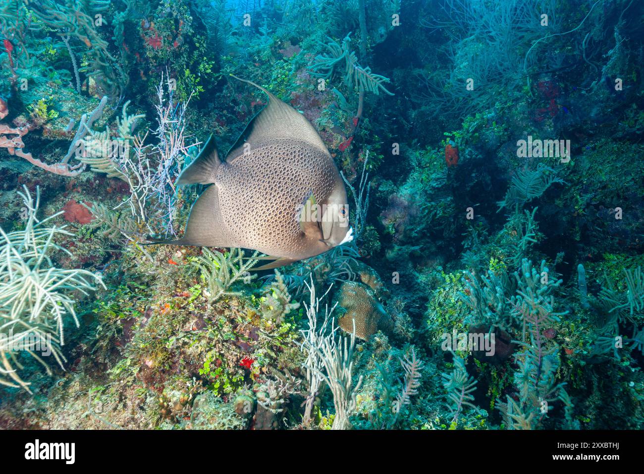 Honduras, Utila, Grauer Angelfisch (Pomacanthus arcuatus) Stockfoto