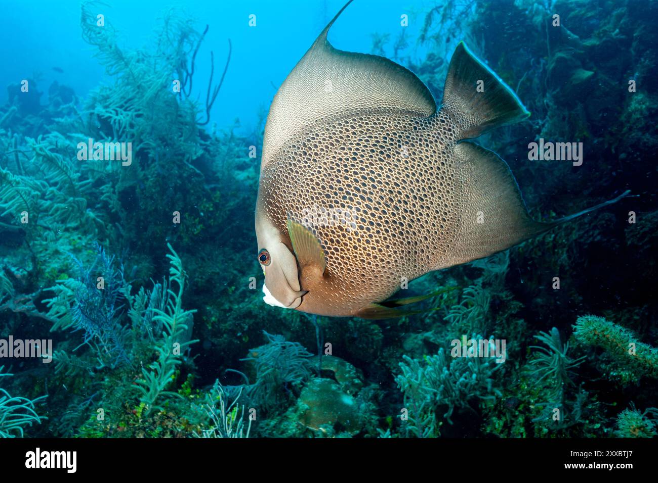 Honduras, Utila, Grauer Angelfisch (Pomacanthus arcuatus) Stockfoto