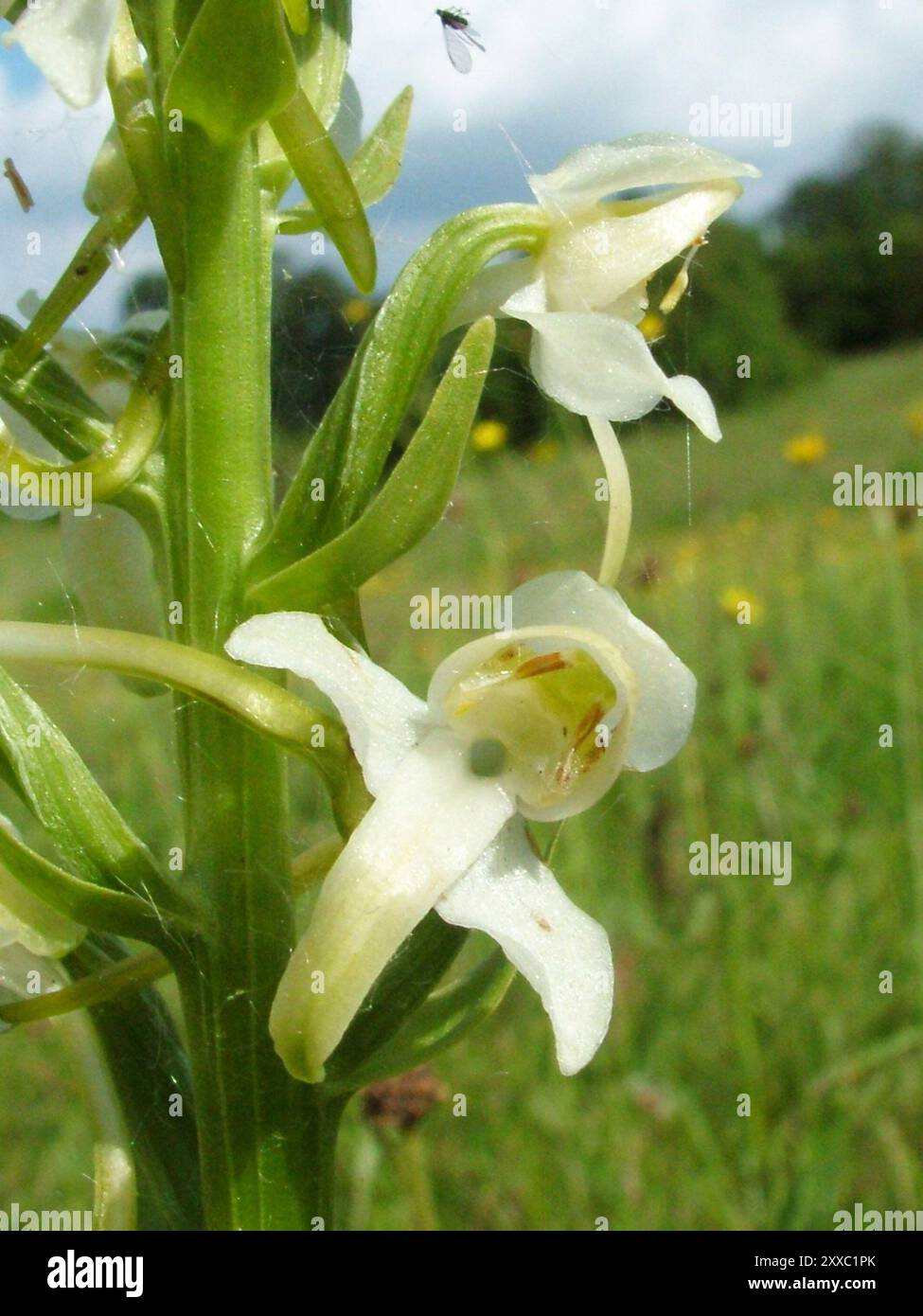 Greater Butterfly Orchid 'Platanthera chlorantha' wächst auf kalkhaltigen Böden, Nahaufnahme, blüht von Mai bis Juli, weit verbreitet in Großbritannien. Stockfoto