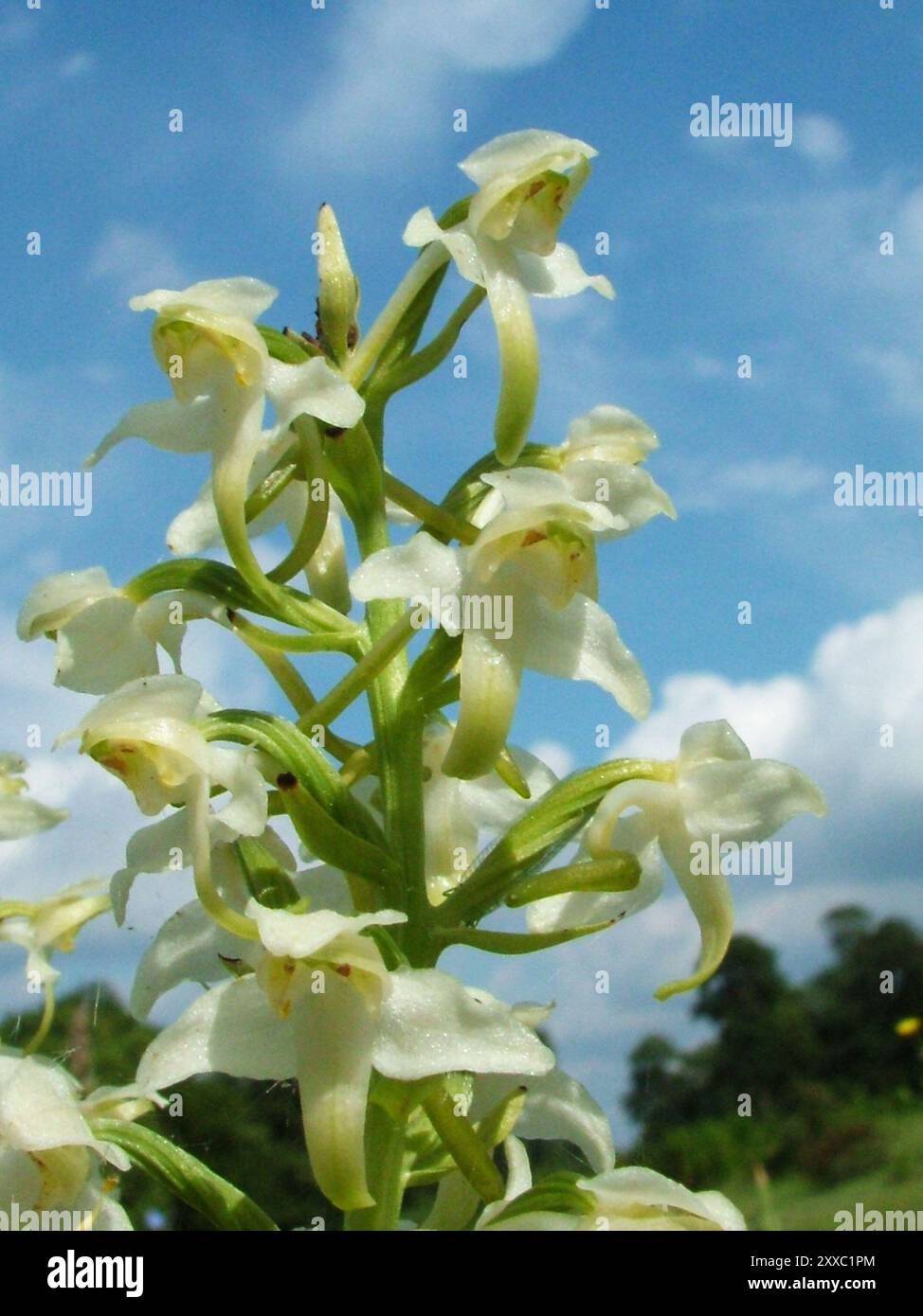 Greater Butterfly Orchid 'Platanthera chlorantha' wächst auf kalkhaltigen Böden, Nahaufnahme, blüht von Mai bis Juli, weit verbreitet in Großbritannien. Stockfoto