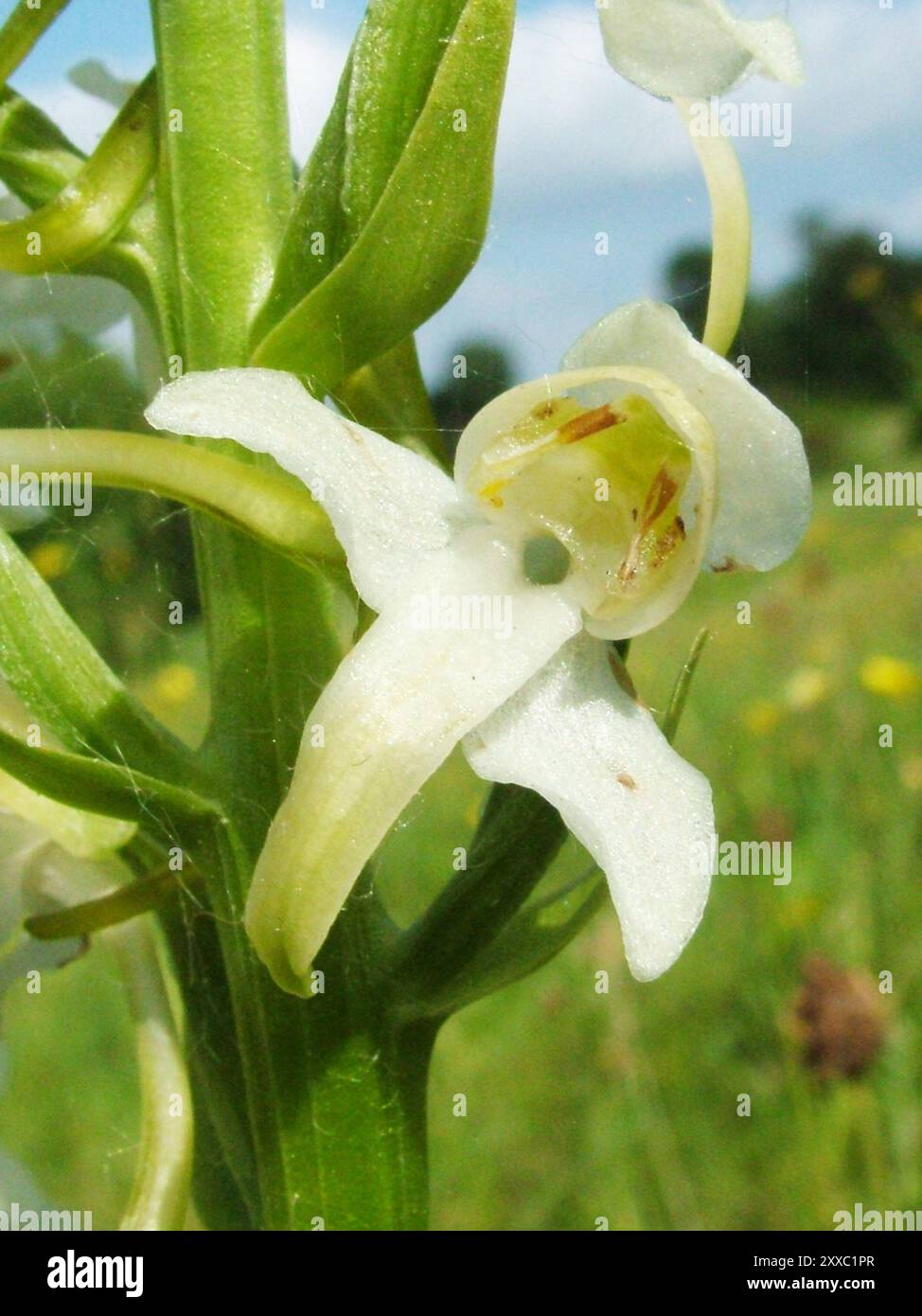 Greater Butterfly Orchid 'Platanthera chlorantha' wächst auf kalkhaltigen Böden, Nahaufnahme, blüht von Mai bis Juli, weit verbreitet in Großbritannien. Stockfoto