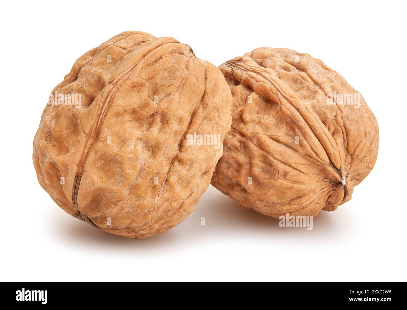 Walnüsse Pfad isoliert auf weiß Stockfoto