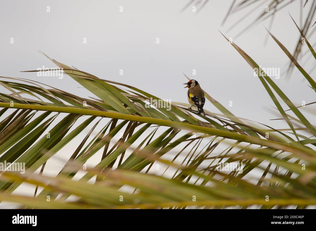 Europäischer Goldfink Carduelis carduelis parva singen. Lomada de Tecina. San Sebastian de La Gomera. La Gomera. Kanarische Inseln. Spanien. Stockfoto