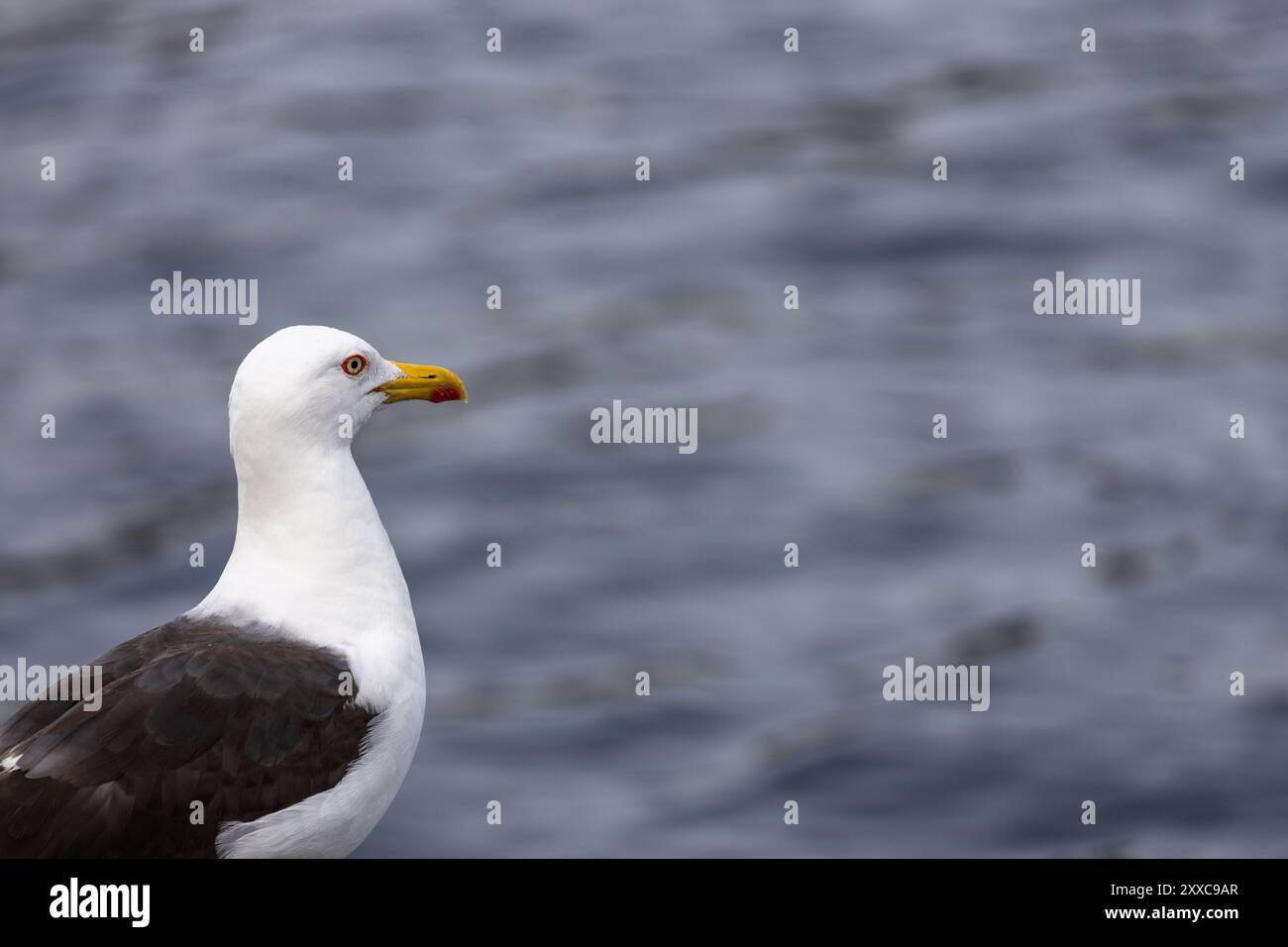 Eine Nahaufnahme einer Möwe mit weißem Kopf und dunkelgrauen Flügeln, die vor einem verschwommenen Hintergrund aus blauem Wasser steht. Stockfoto