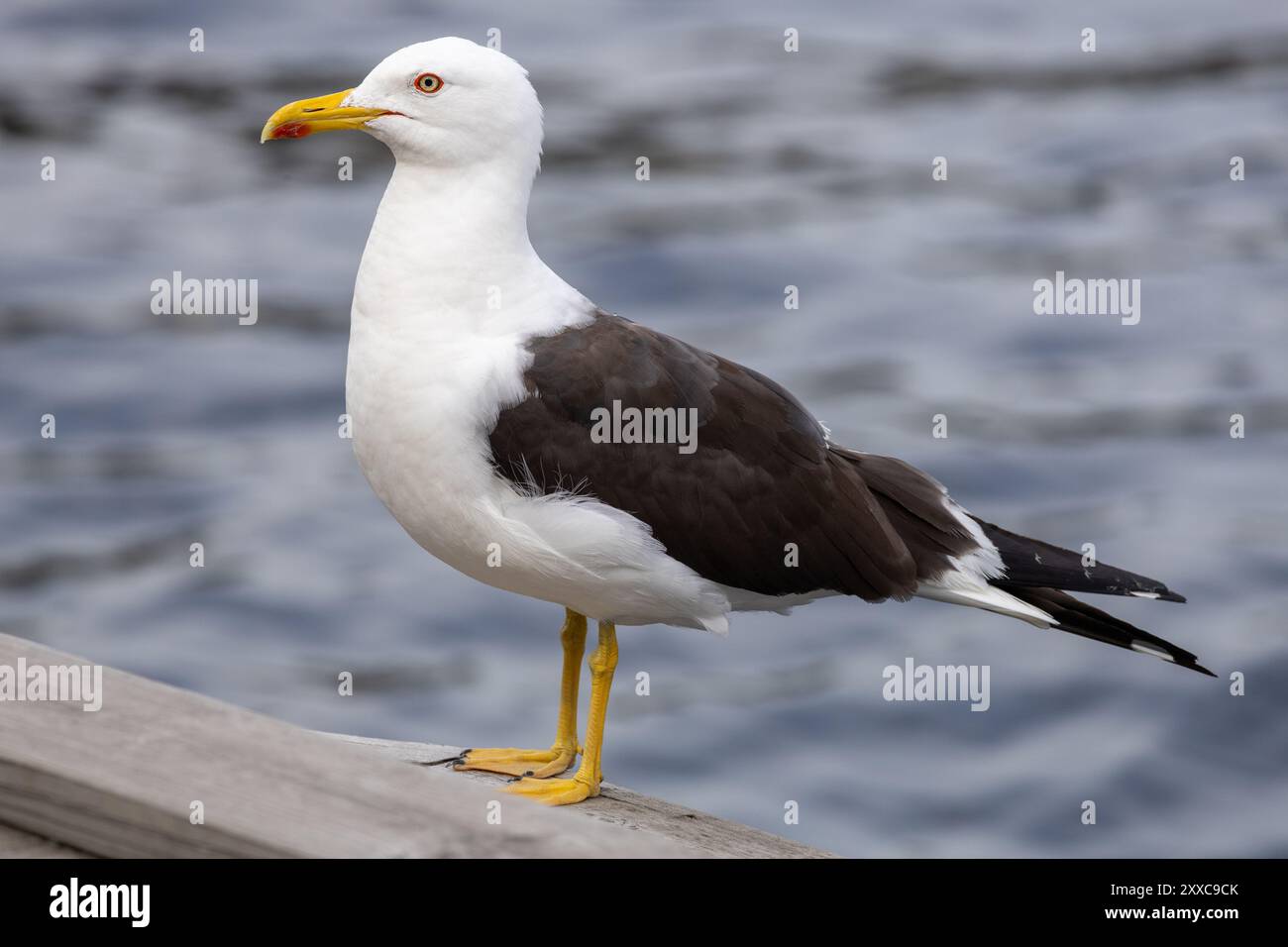 Eine Nahaufnahme einer Möwe, die auf einem hölzernen Geländer am Wasser steht. Der Vogel hat einen weißen Kopf und Körper mit dunkelgrauen Flügeln und einem gelben Schnabel. Die Rückseite Stockfoto