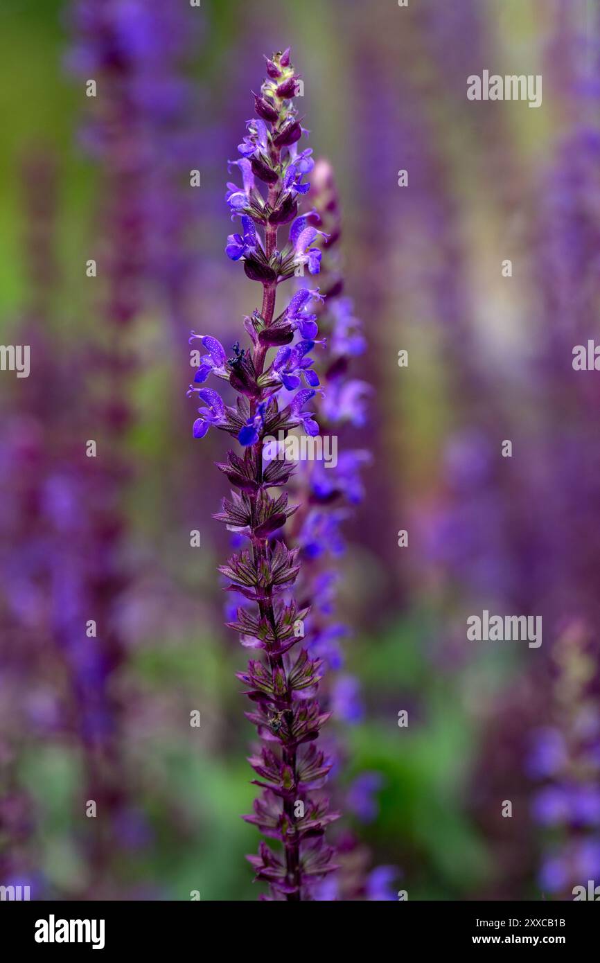 Nahaufnahme der Blumen von Salvia nemorosa 'Caradonna' in einem Garten im Sommer Stockfoto