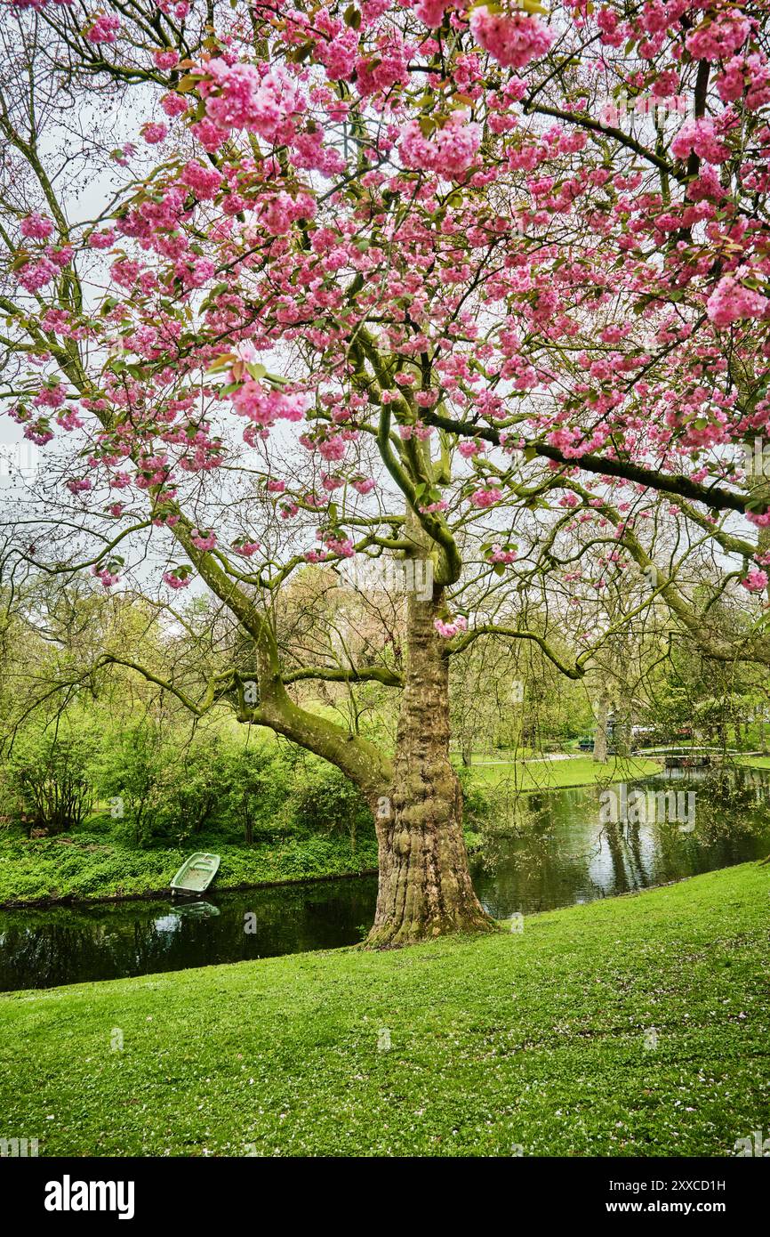 Rotterdam, Niederlande - 11. April 2024: Der Teich Wasser und Blütenbäume im Het Park Stockfoto