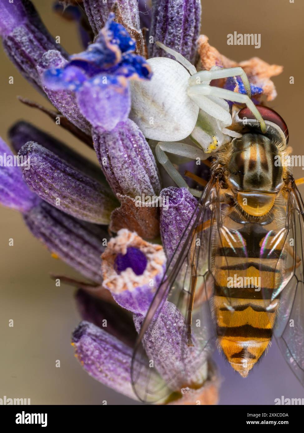 Flower Crab Spider (misumena vatia) isst eine schwebfliege auf einer Lavendarblume Stockfoto