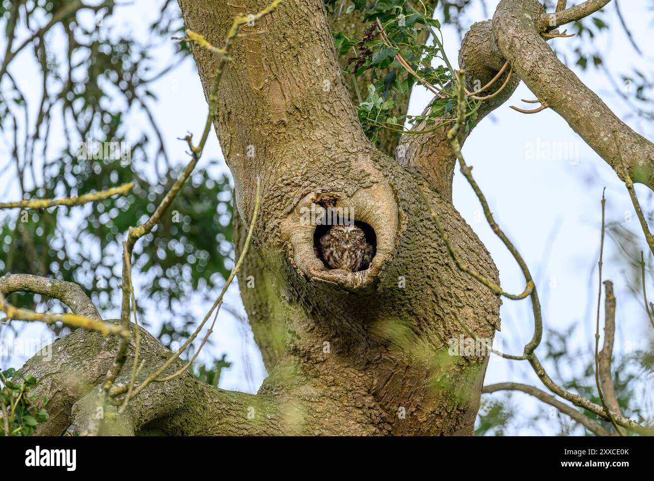 Kleine Eule, die auf einem Baum sitzt. Stockfoto