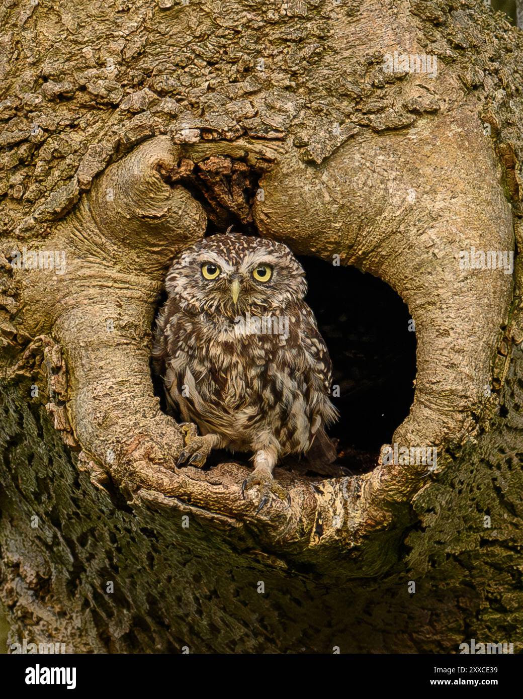 Kleine Eule, die auf einem Baum sitzt. Stockfoto