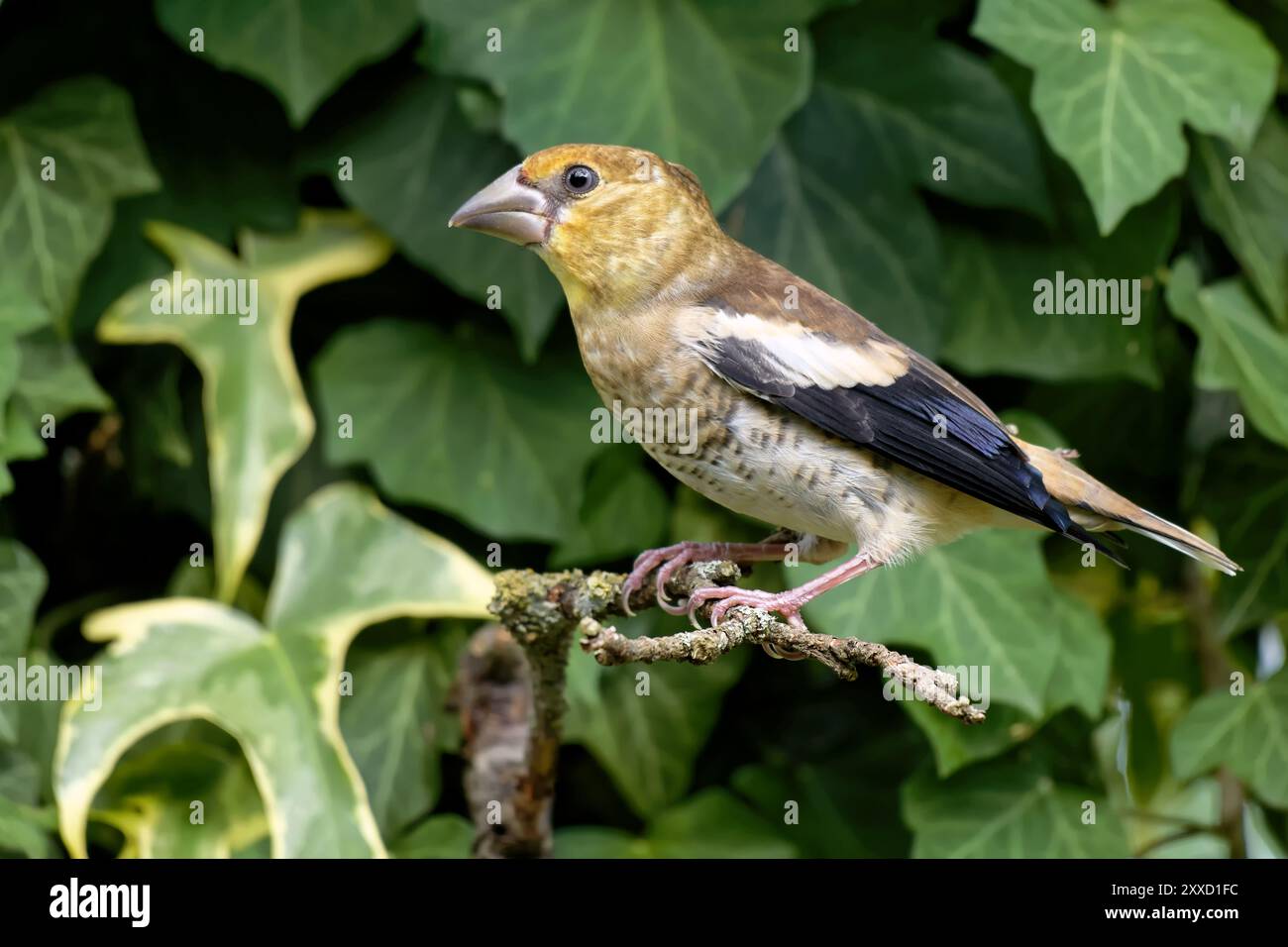 Juveniler Karettfink Stockfoto