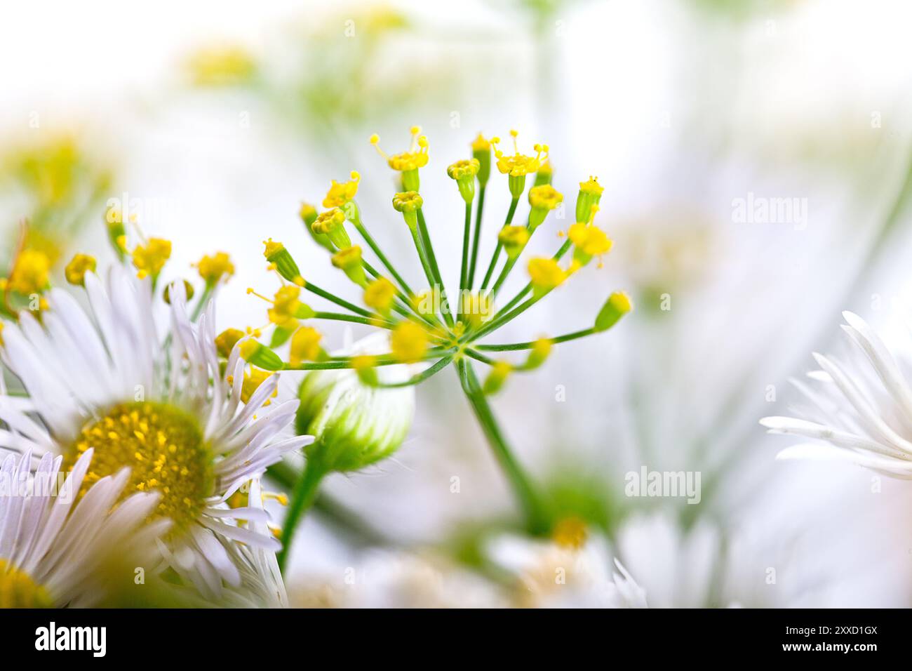 Dolden aus Dill mit Samen und Blättern Stockfoto