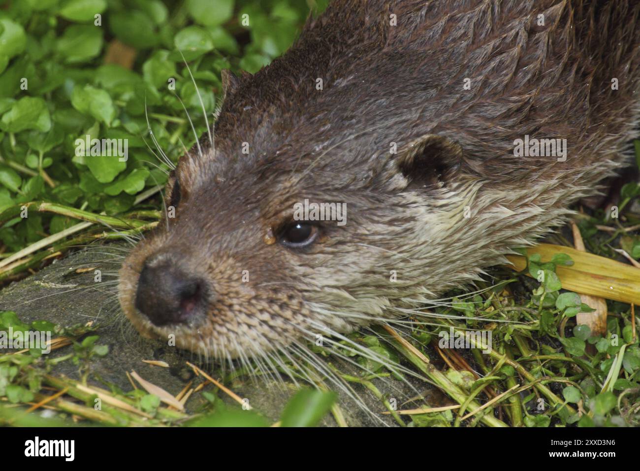 Der eurasische europäische Otter ist ein Marder, der an das aquatische Leben angepasst ist und einer der besten Schwimmer unter Landräubern ist, der eurasische Otter, auch bekannt als Stockfoto