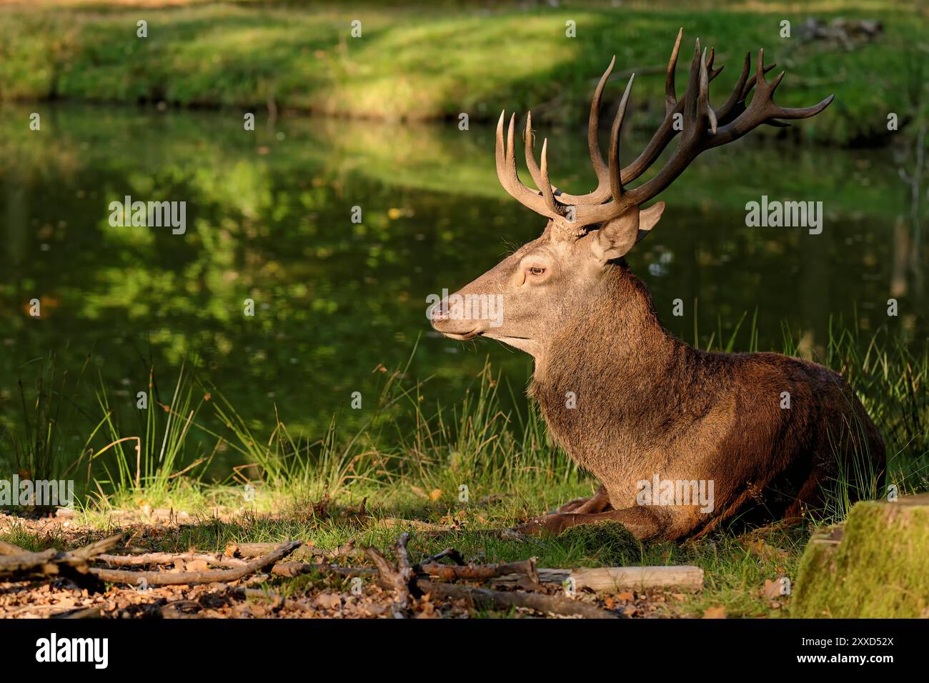 Rotwild im Abendlicht Stockfoto