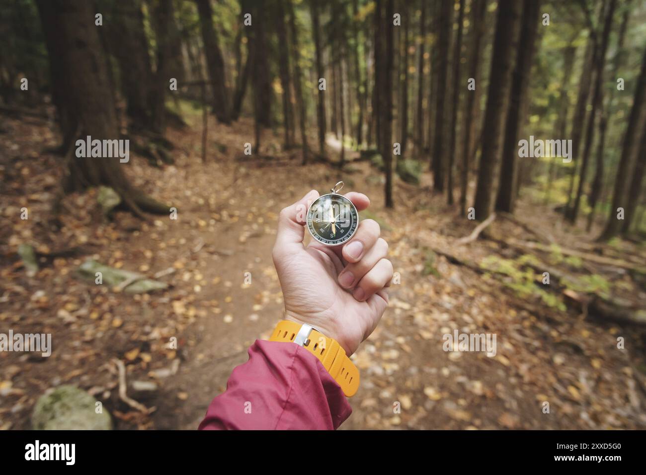 Ein schöner Herrenzeiger mit gelbem Uhrenarmband hält einen magnetischen Kompass im Nadelwald. Das Konzept, den Weg und zu finden Stockfoto