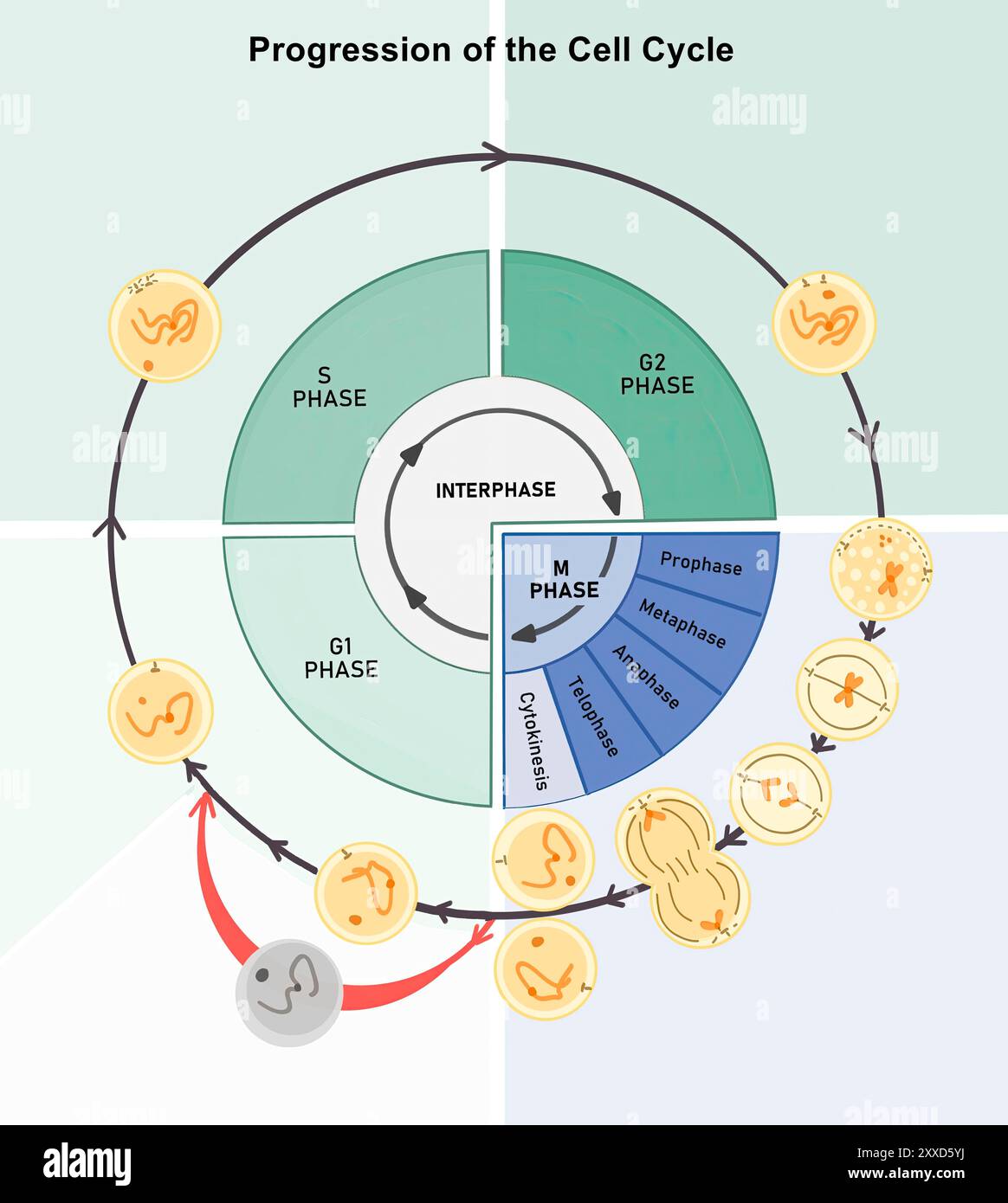 Progression des Zellzyklus, Abbildung. Der Zellzyklus besteht aus der Interphase (G1-, S- und G2-Phasen), gefolgt von der mitotischen Phase (Mitose und Zytokinese) und der G0-Phase. Stockfoto